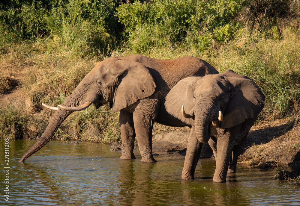 Two elephants drinking at a lake
