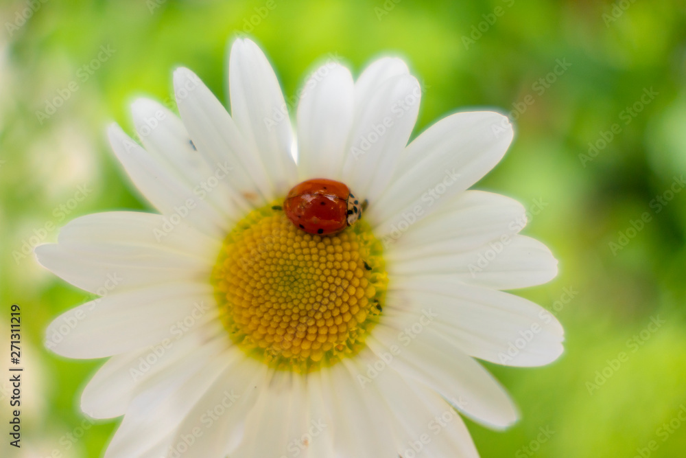 Fototapeta premium Lucky charm ladybird on a daisy