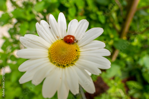 Lucky charm ladybird on a daisy