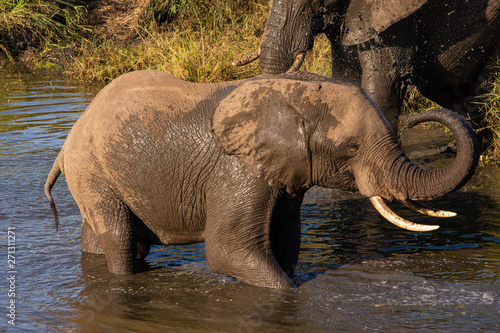 Elephant playing and splashing in the water