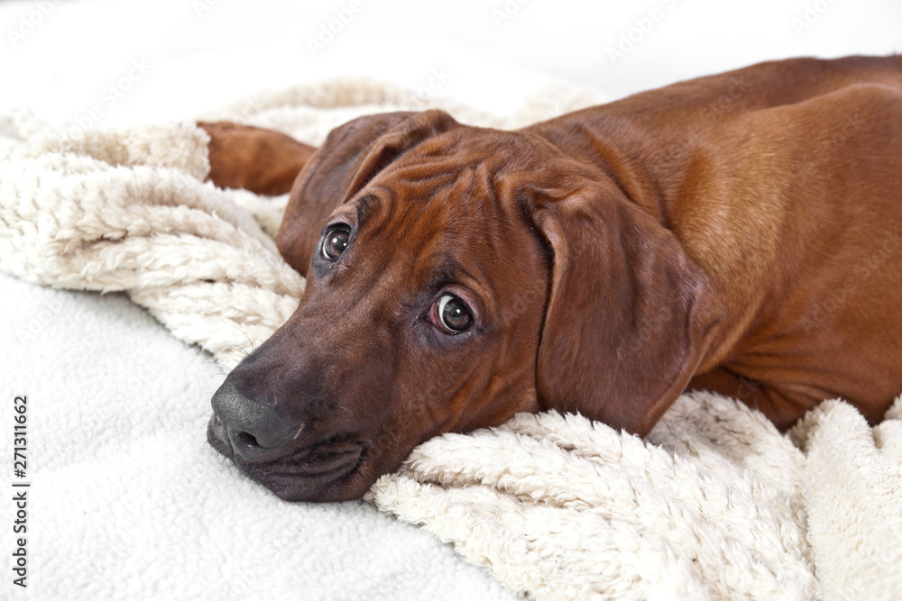 Portrait of a dog breed Rhodesian ridzhbek on a white shaggy rug