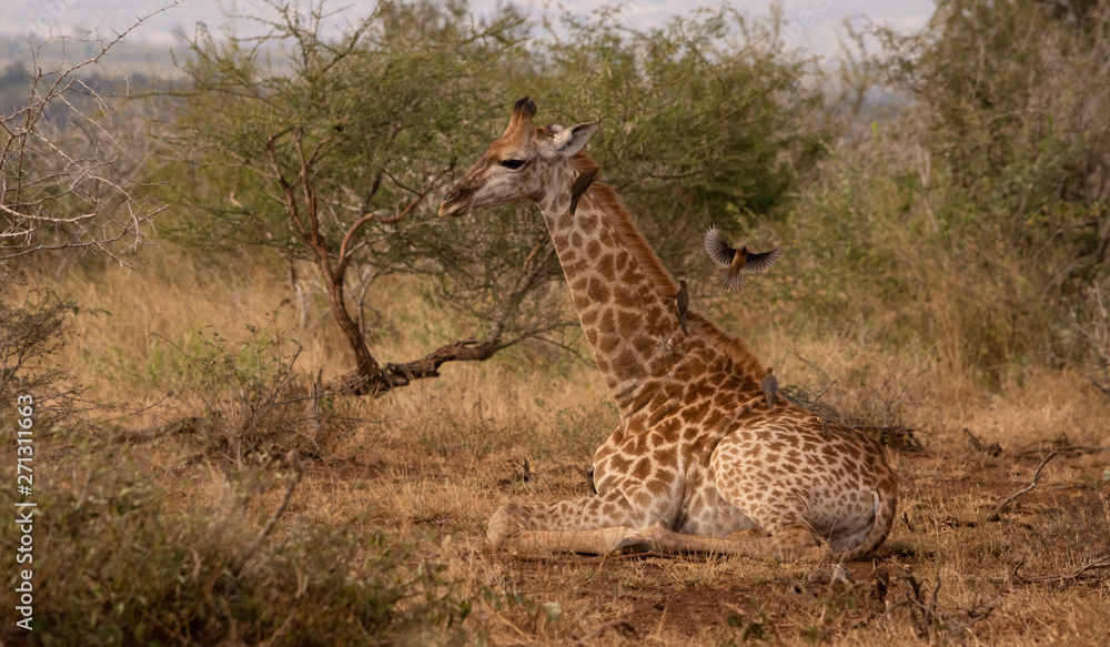 Obraz premium Baby giraffe lying down and looking left