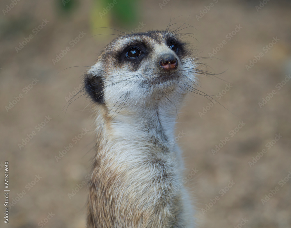Fototapeta premium Close up portrait of meerkat or suricate, Suricata suricatta looking to the camera, selective focus, copy space for text