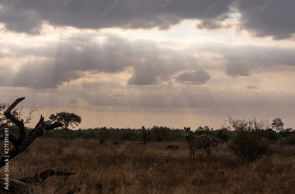 Sun rays breaking through clouds illuminating a zebra
