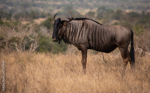 Blue wildebeest standing in the dry grass looking left © Hislightrq