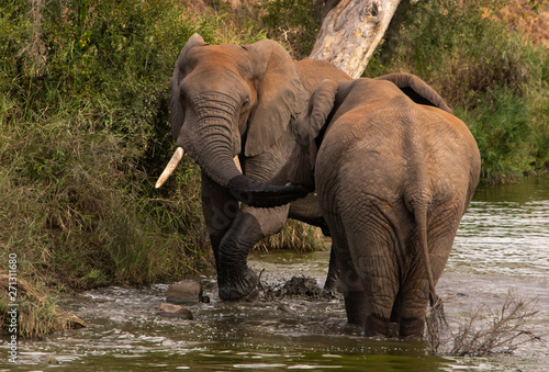 Two elephants greeting each other meeting trunks in water