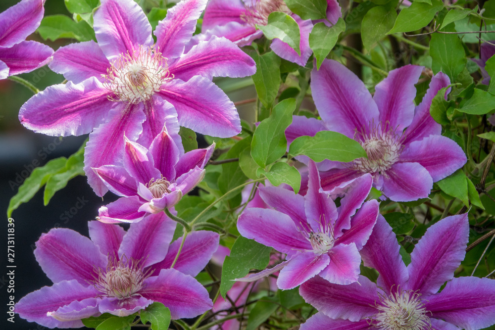 Clematis, Dr. Ruppel Clematis, Dr. Ruppel