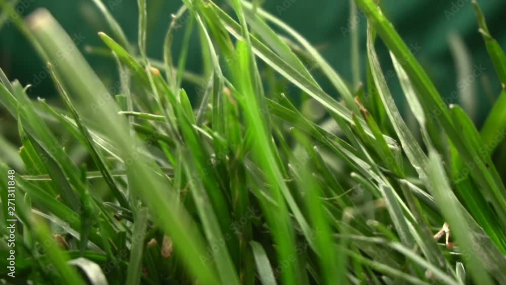 Little baby's hands tugging at the fresh green grass, slow motion summer close-up Little baby's hands tugging at the fresh green grass, slow motion summer close-up