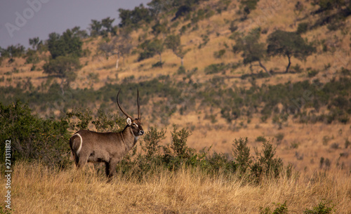 Waterbuck with savanna background