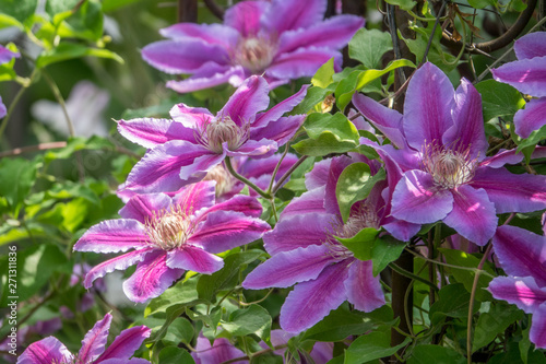 Clematis, Dr. Ruppel