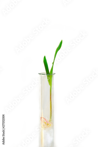 We grow corn from a test tube