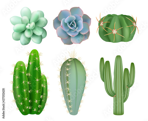 Green cactuses. Realistic indoor botanical decorative mexico plants with flowers vector illustrations. Cactus botanical houseplant, flower bloom