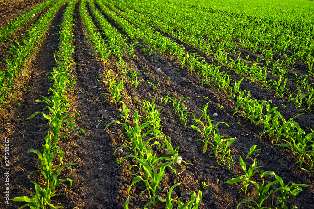 Close up corn field of countryside landscape in sunny day Close up corn field of countryside landscape in sunny day