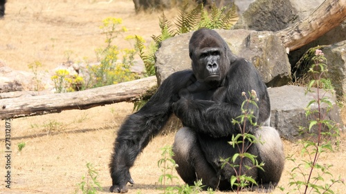 Western lowland gorilla male sitting on the ground