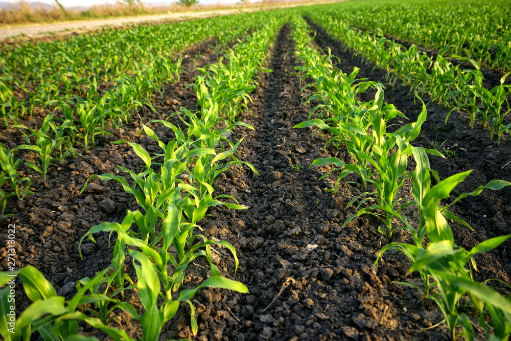 Close up agricultural corn field of countryside landscape in sunny day Close up agricultural corn field of countryside landscape in sunny day