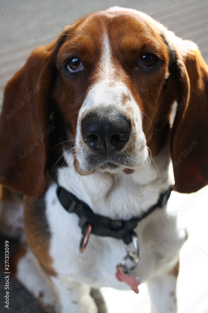 Basset Hound