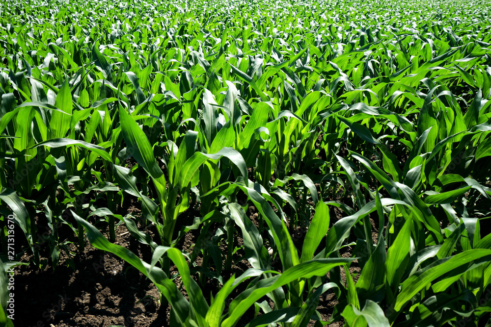 Close up agricultural corn field of countryside landscape in sunny day Close up agricultural corn field of countryside landscape in sunny day