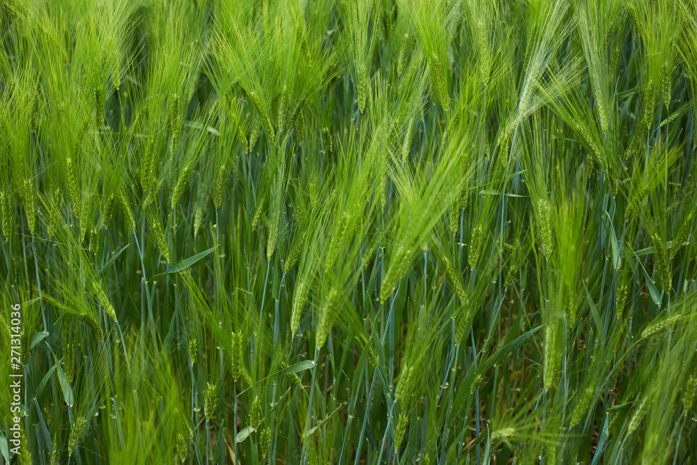 Green fields of wheat at the summer fully ripe