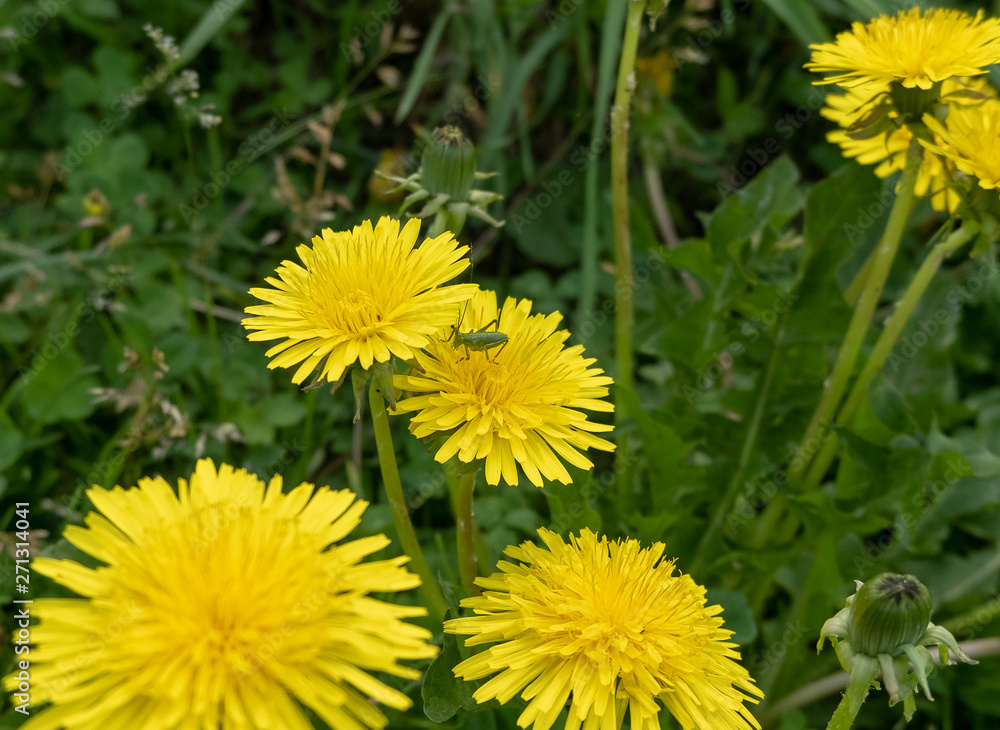 A green grasshopper sits on a yellow dandelion flower. View of the grasshopper from the side. A green grasshopper sits on a yellow dandelion flower. View of the grasshopper from the side.