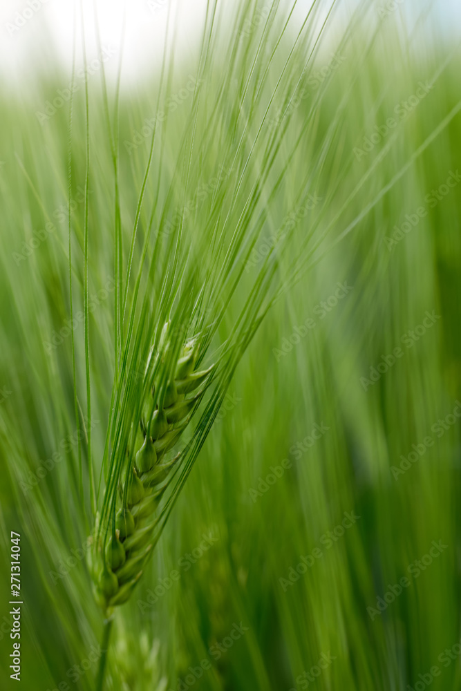 Green fields of wheat at the summer fully ripe Green fields of wheat at the summer fully ripe