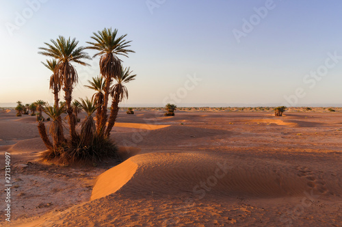 Sunset in the Sahara Desert   Sunset with palm trees and sand dune in the Sahara Desert  Morocco  Africa.