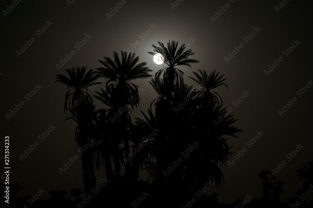 Full moon in the Sahara / Full moon with palm trees in backlight in the Sahara, Morocco, Africa.