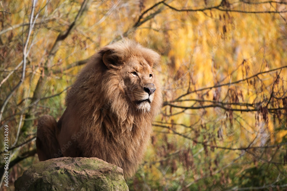 Obraz premium Portrait of a lion 