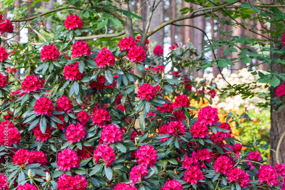Red rhododendron Nova Zembla, lush bloom in the nursery of rhododenrons. Red rhododendron Nova Zembla, lush bloom in the nursery of rhododenrons.