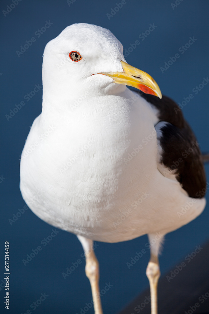 Black-backed seagull portrait, head close-up view Black-backed seagull portrait, head close-up view