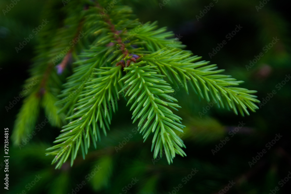 Green spruce branch macro Green spruce branch macro