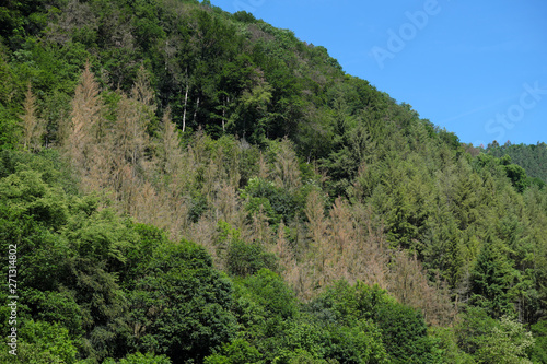 Abgestorbener Fichtenwald im Lahntal im Westerwald durch Trockenheit und Borkenkäfer - Stockfoto © Westwind