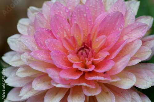 Fototapeta Naklejka Na Ścianę i Meble -  A closeup of pink Dahlia flower.