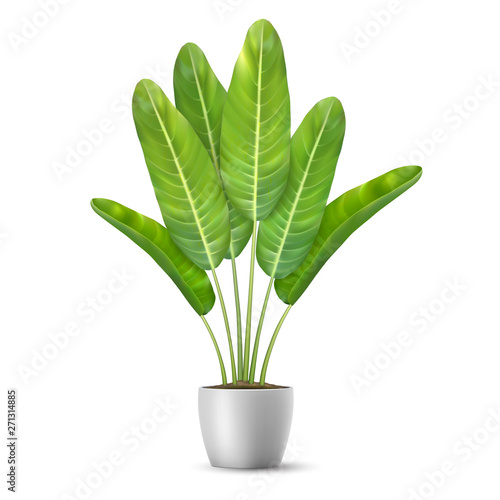 Banana tree leaves in flower pot.Palm plant. Indoor plant for interior decor. Isolated on white background.