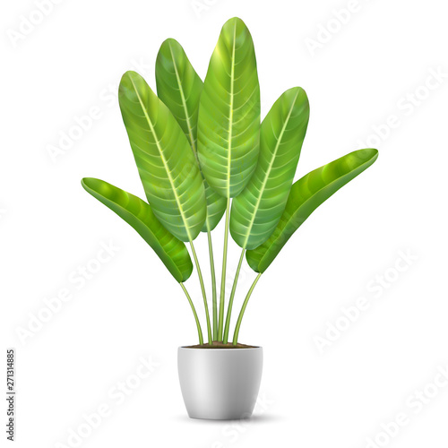 Banana tree leaves in flower pot.Palm plant. Indoor plant for interior decor. Isolated on white background.