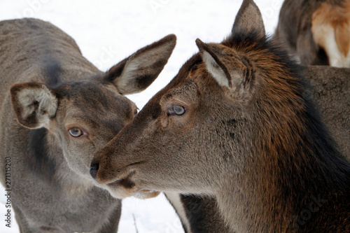 Fototapeta Naklejka Na Ścianę i Meble -  Female deer, deer, cervidae, mountain meadow, thuringia, germany, europe