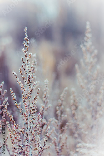 Snow covered plants. Hoarfrosted herbs © Anatoly