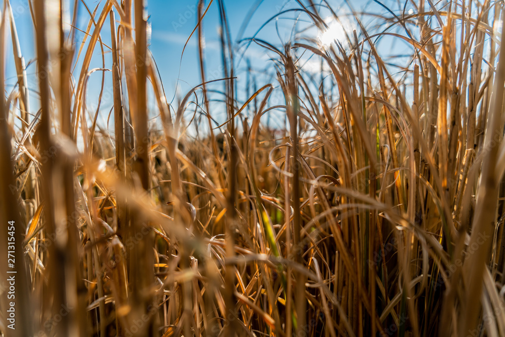 Fototapeta premium Flowers_5