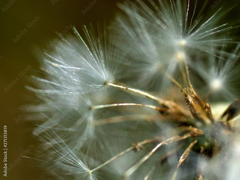 Fluffy dandelion seeds glistening in the sun close-up. Blowball, taraxacum. Growth and spread of plants. Botany. Background