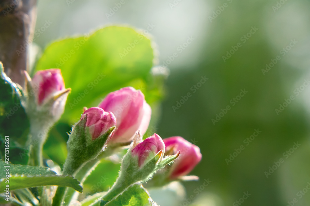 Pink buds of apple trees in springtime orchard in may day Pink buds of apple trees in springtime orchard in may day