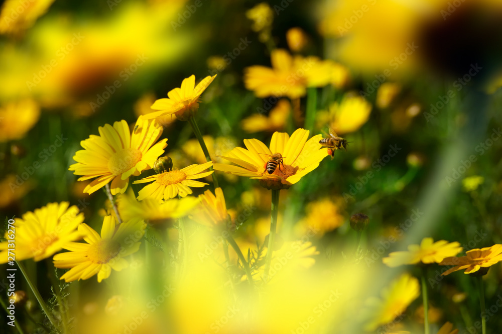 Close up honeybee busy on yellow daisy flower on flower covered field Close up honeybee busy on yellow daisy flower on flower covered field