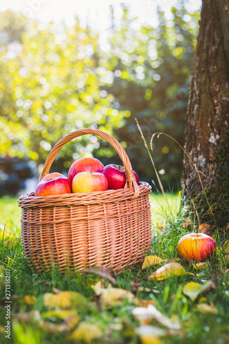 Harvested red apples in basket. Garden as background