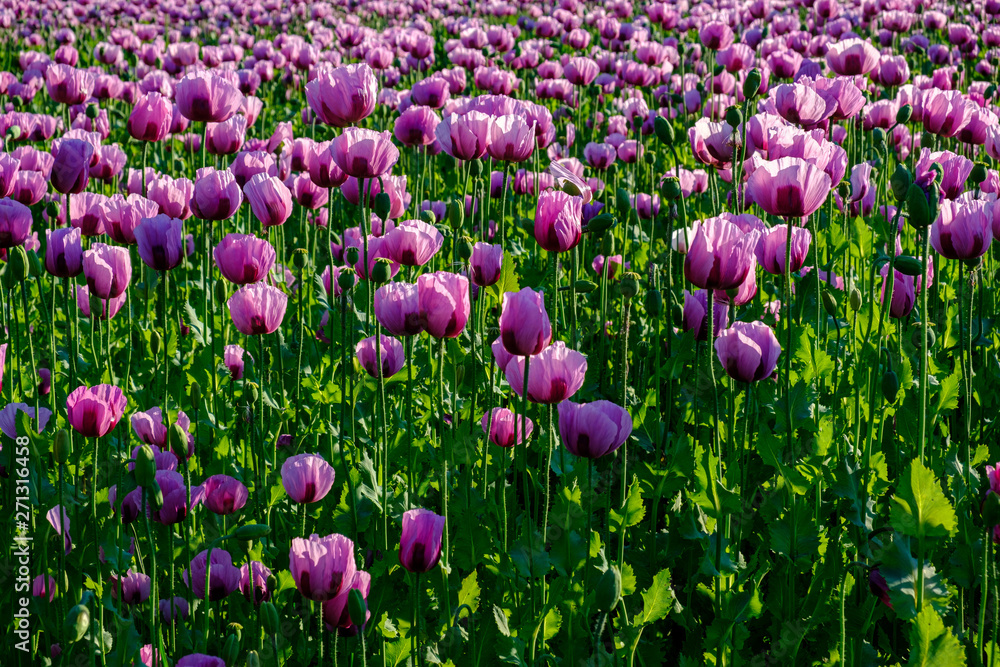 Mohnfeld in Pink Mohnfeld in Pink