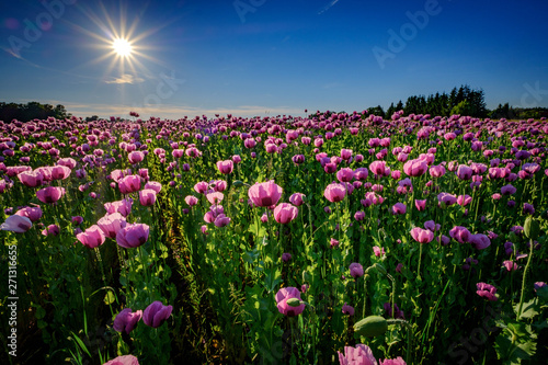 Mohnfeld in pink