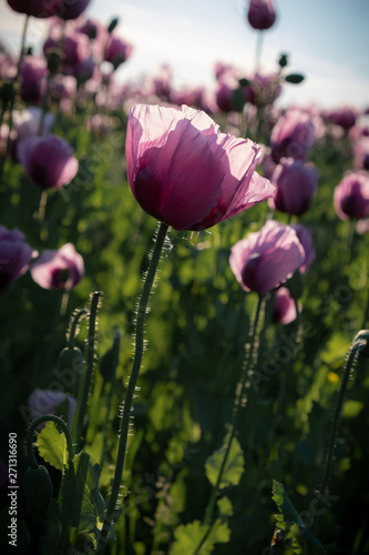 Mohn in Pink