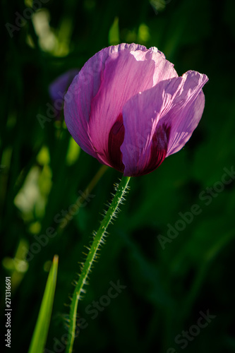 Mohn in pink