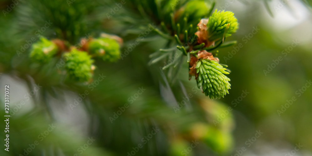 Sprig of spruce with fresh spring growth of needles - a beautiful green natural background