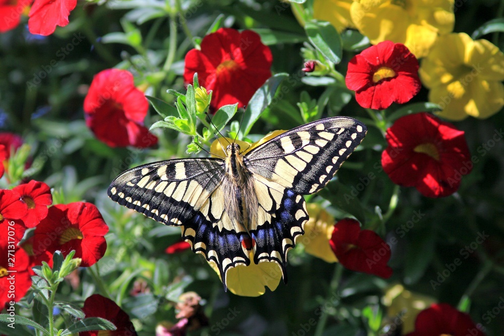 Naklejka premium Papilio machaon butterfly on bright colors