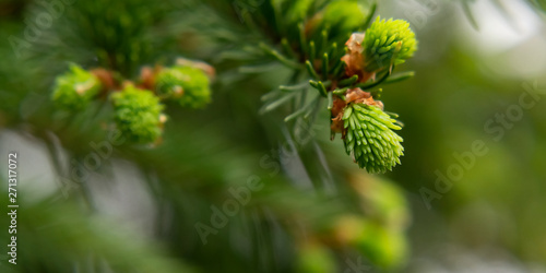 Sprig of spruce with fresh spring growth of needles - a beautiful green natural background