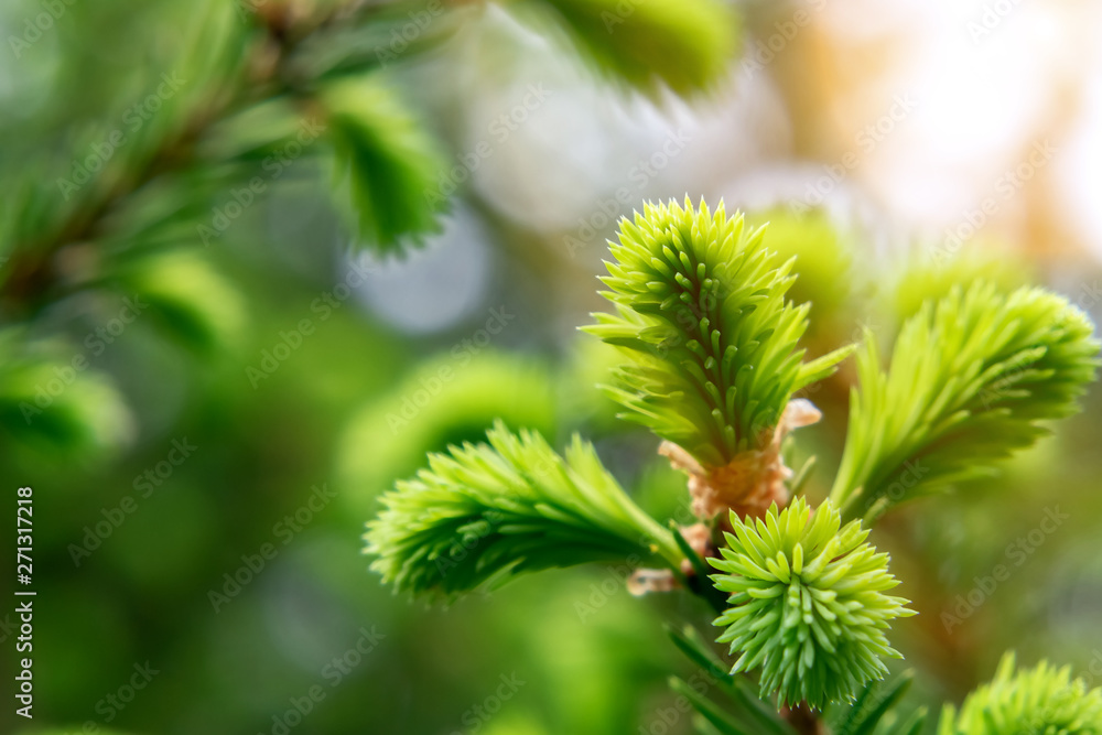 Sprig of spruce with fresh spring growth of needles - a beautiful green natural background Sprig of spruce with fresh spring growth of needles - a beautiful green natural background