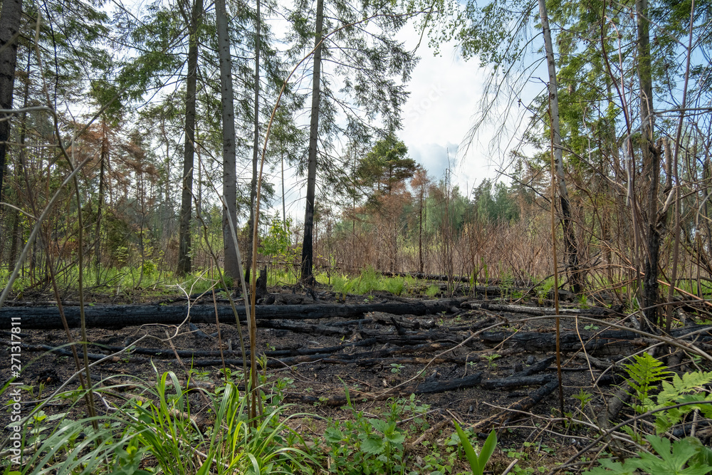 The consequences of a fire in the forest. Remains of burnt trees and bushes. Fire in the park. The consequences of a fire in the forest. Remains of burnt trees and bushes. Fire in the park.